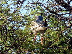 Melierax canorus argentior