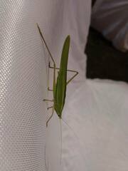 Euconocephalus varius