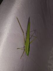 Euconocephalus varius