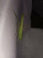 Euconocephalus varius