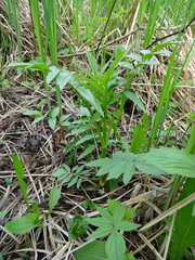 Valeriana officinalis