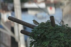 Anthus hodgsoni