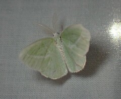 Iulops argocrana