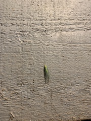 Apertochrysa edwardsi