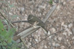 Anthus hodgsoni