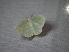 Iulops argocrana