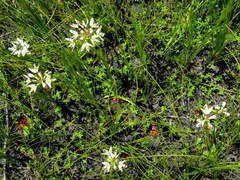 Disa bivalvata