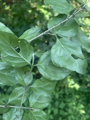 Afrocanthium mundianum