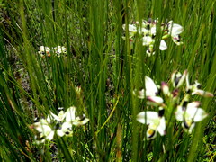 Disa bivalvata