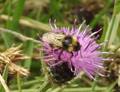 Bombus hortorum