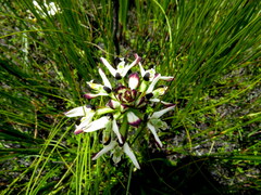 Disa bivalvata