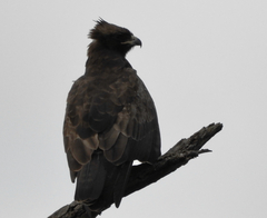 Hieraaetus wahlbergi