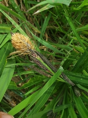 Carex darwinii