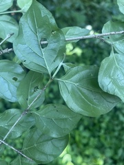 Afrocanthium mundianum