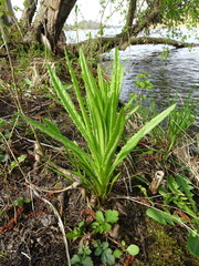Senecio sarracenicus