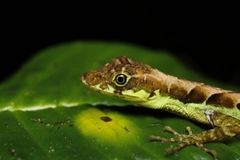 Anolis gracilipes