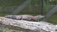 Caiman