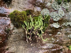 Crassula lanceolata