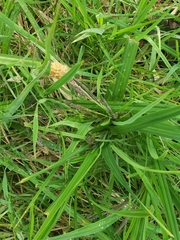 Carex darwinii