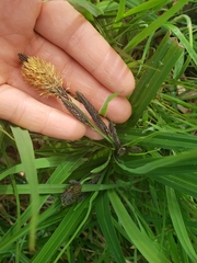 Carex darwinii