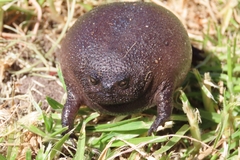 Breviceps fuscus