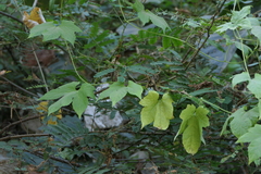 Diplocyclos palmatus