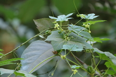 Diplocyclos palmatus