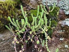 Crassula lanceolata