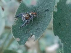 Thyene imperialis