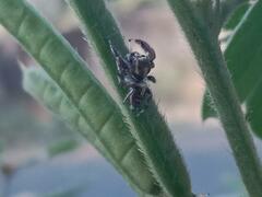 Thyene imperialis