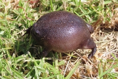 Breviceps fuscus