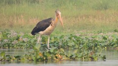 Leptoptilos javanicus