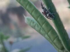 Thyene imperialis