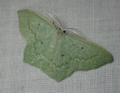 Maxates centrophylla