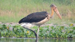 Leptoptilos javanicus