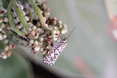 Utetheisa pulchelloides