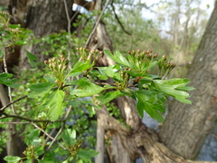 Crataegus monogyna