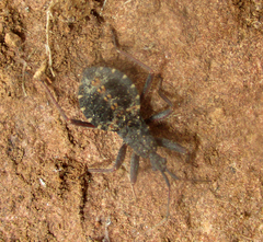 Edoclella