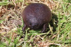 Breviceps fuscus