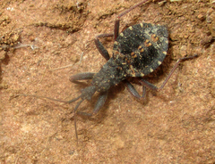 Edoclella