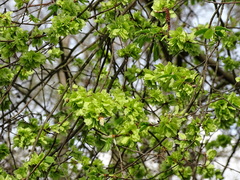 Ulmus glabra