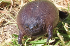 Breviceps fuscus