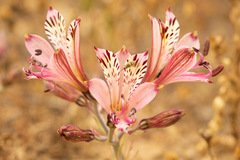 Alstroemeria diluta chrysantha