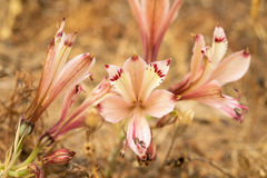Alstroemeria diluta chrysantha