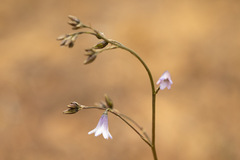 Conanthera campanulata