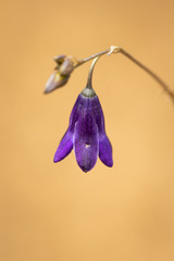 Conanthera campanulata