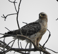 Hieraaetus wahlbergi