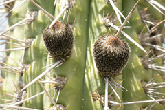 Trichocereus chiloensis litoralis