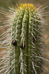 Trichocereus chiloensis litoralis