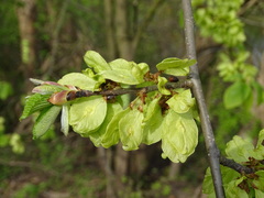 Ulmus glabra